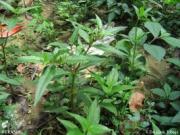Eclipta prostrata L.